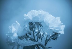 In memoriam: John Schalen